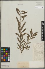 Foto von Salix purpurea L.
